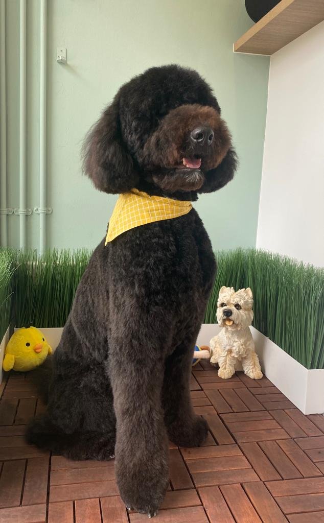 Koko the Bernedoodle 